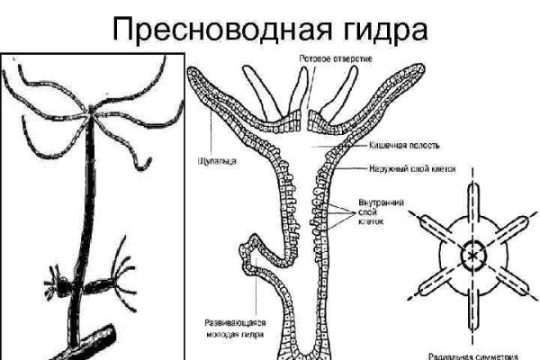 Сайты даркнета 2024