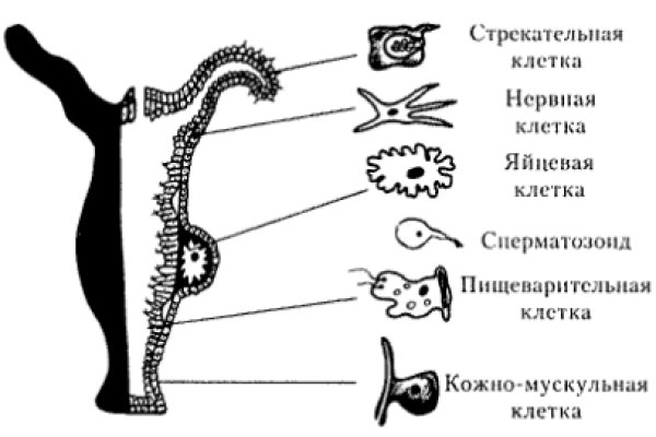 Сайт где купить наркотики